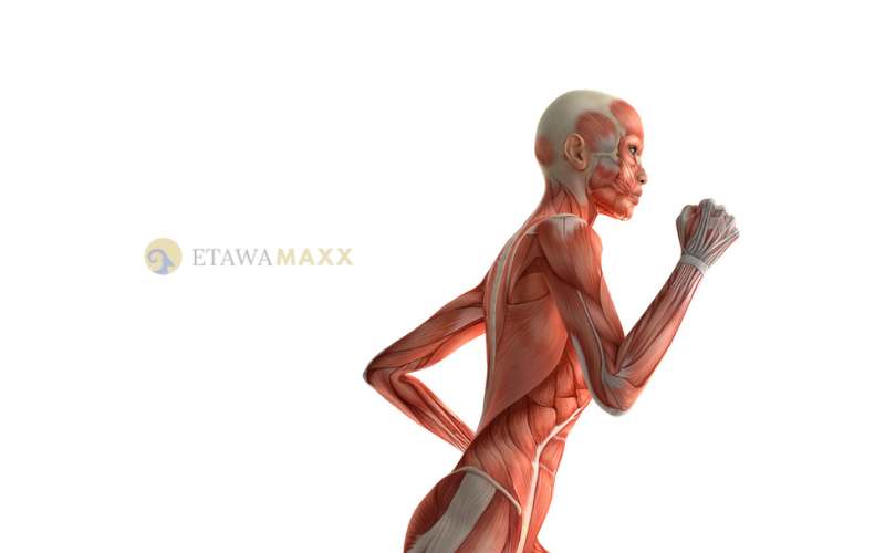 Cari tahu manfaat susu kambing etawa untuk otot! Tingkatkan massa otot dan kekuatan dengan nutrisi alami. Baca selengkapnya di sini!